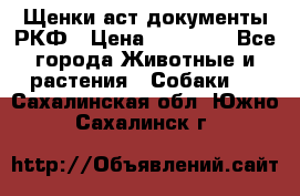 Щенки аст документы РКФ › Цена ­ 15 000 - Все города Животные и растения » Собаки   . Сахалинская обл.,Южно-Сахалинск г.